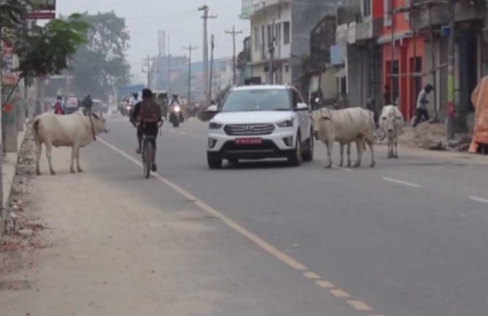 छाडा चौपायाको कारण जनकपुरधाम  अव्यवस्थित बन्दै