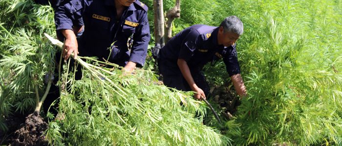 राप्तीका दुई वटा वडामा लगाइएको गाँजा प्रहरिद्धारा नष्ट